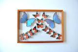 Large Shadowbox of Framed Butterfly Specimens in Blue and Orange