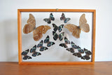 Large Shadowbox of Framed Butterfly Specimens in Blue and Orange