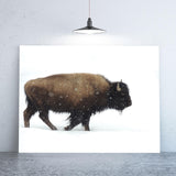 Yellowstone Bison Print